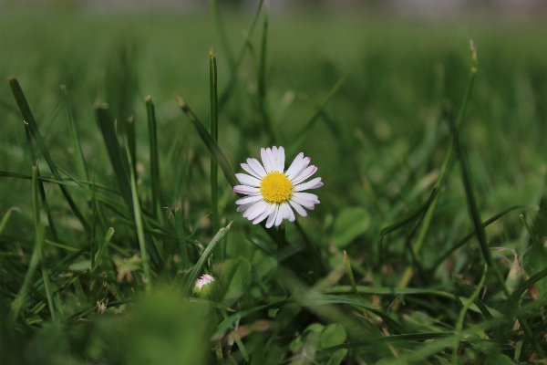 Nature grass blossom plant Photo