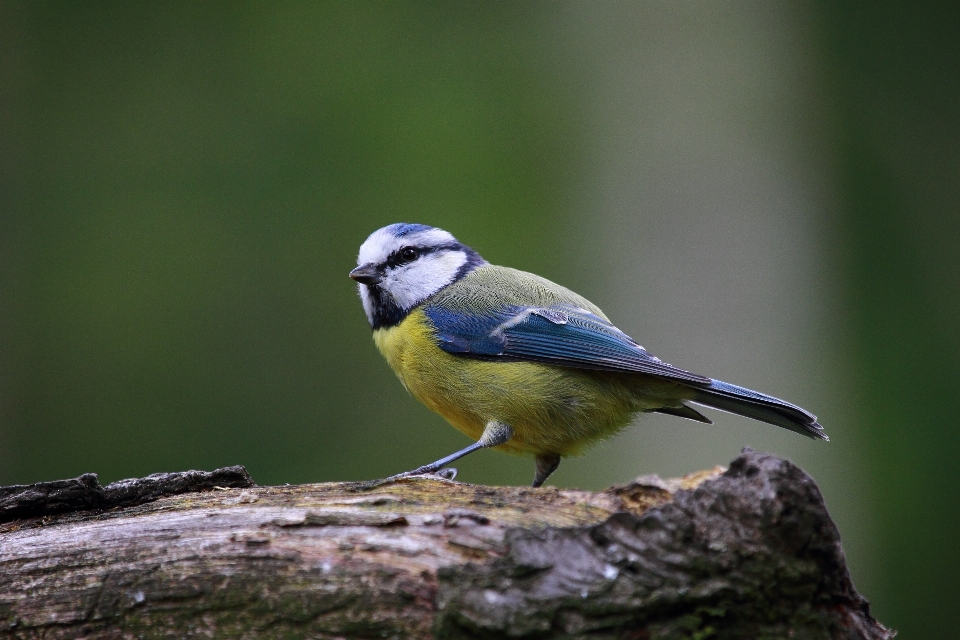 Alam cabang burung imut-imut