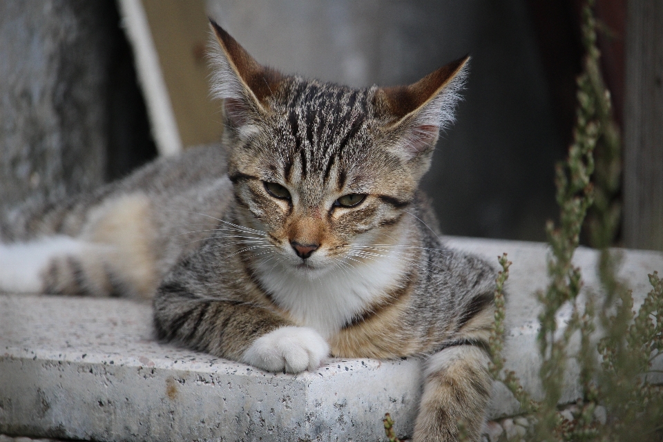 Gatinho gato mamífero fauna