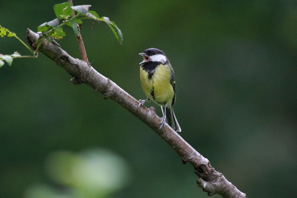 Natur zweig vogel tierwelt Foto