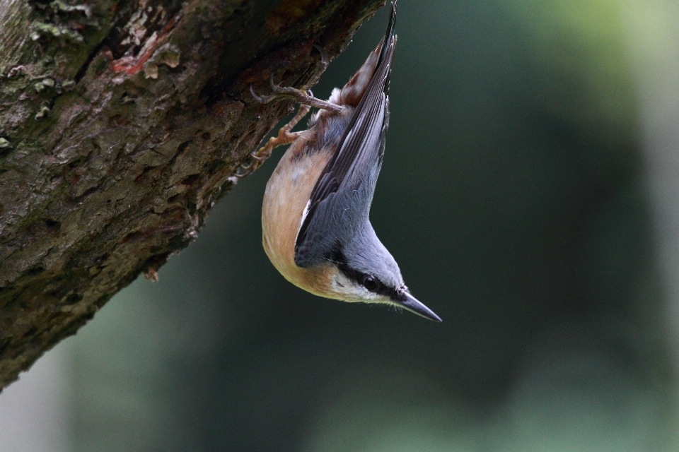 Nature branch bird wing