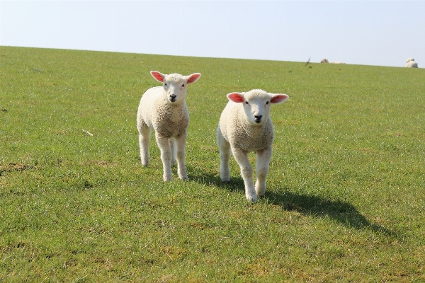 Nature grass field farm Photo