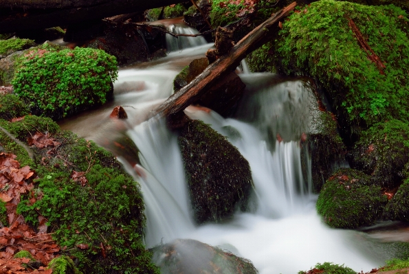 Landscape water nature forest Photo