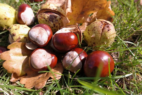 Grass prickly plant fruit Photo