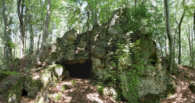 Tree nature forest trail Photo