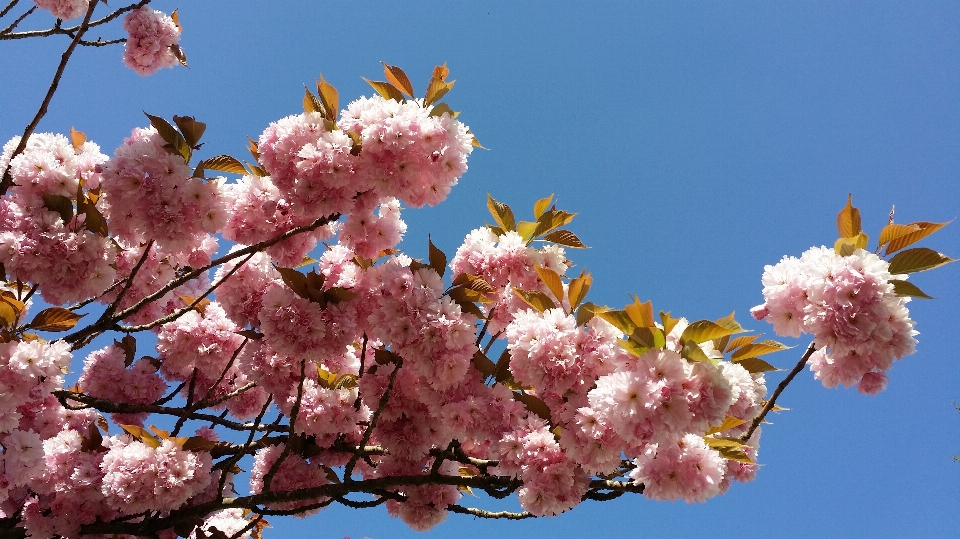 木 ブランチ 花 植物