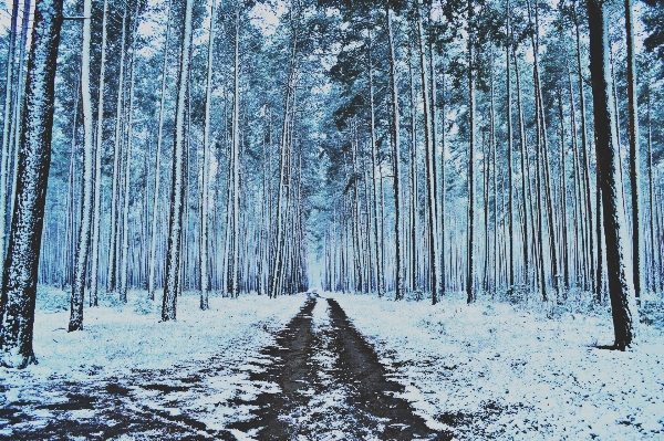 Tree forest wilderness branch Photo