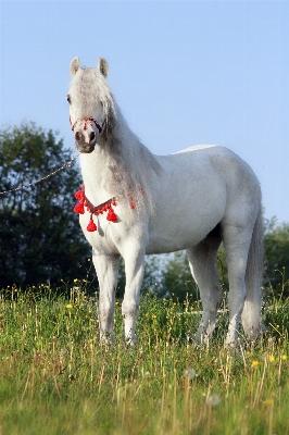 Foto Animal pastar
 pasto
 caballo