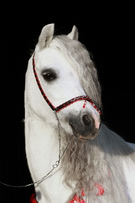 Foto Bianco animale cavallo mammifero