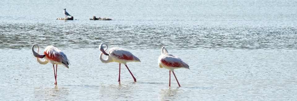 Natura ptak dziób fauna