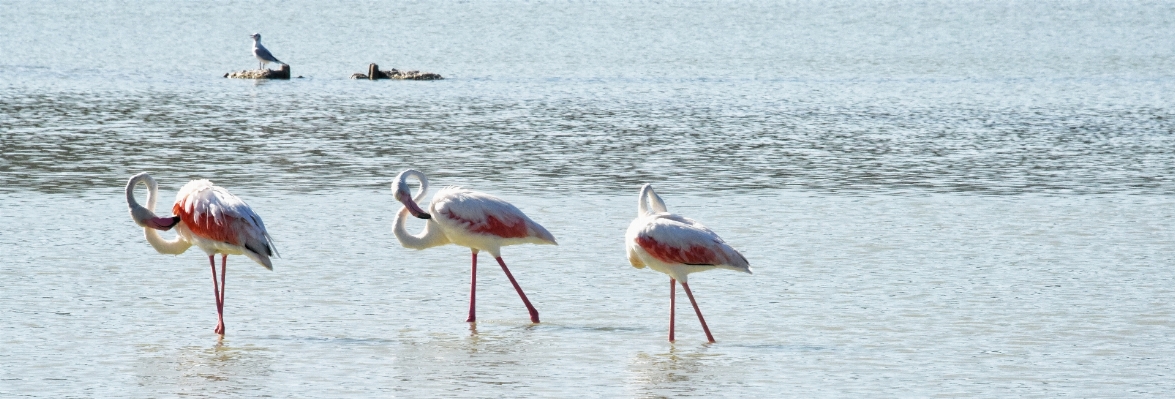 Foto Natura uccello becco fauna