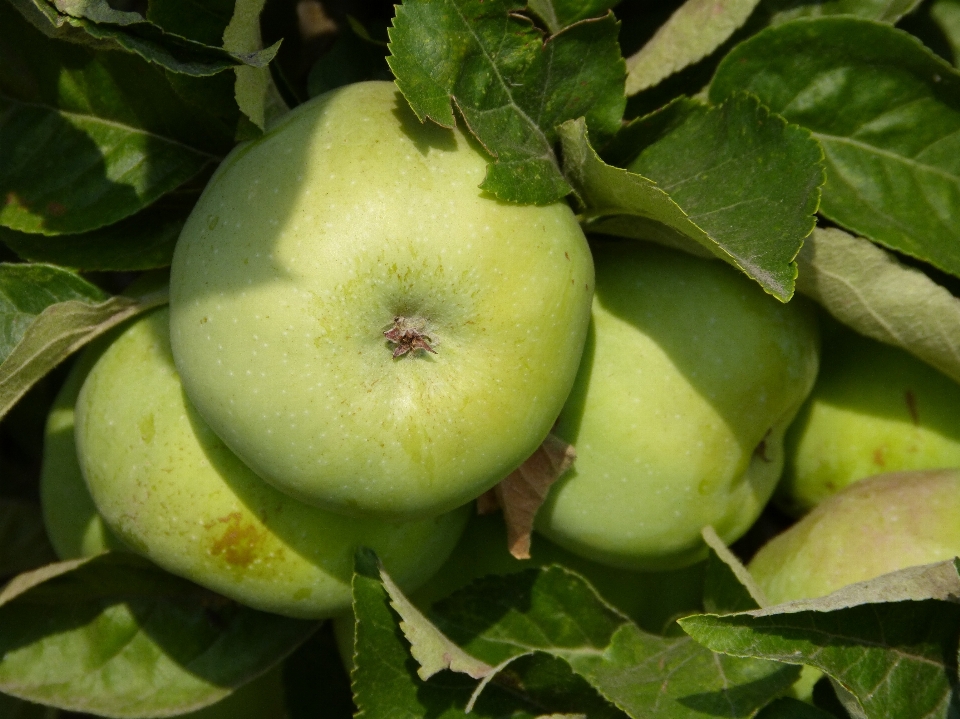 Apple baum zweig anlage