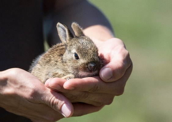 Mouse animal cute wildlife Photo