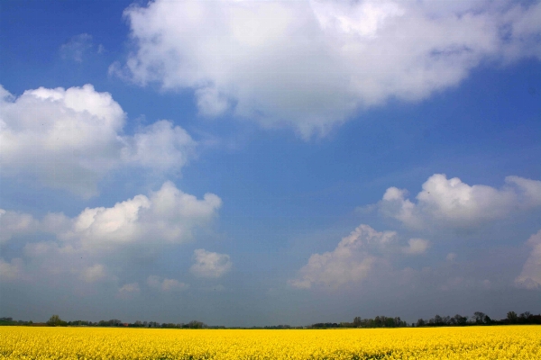 Landscape nature grass horizon Photo