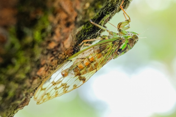 Foto Natureza filial fotografia folha