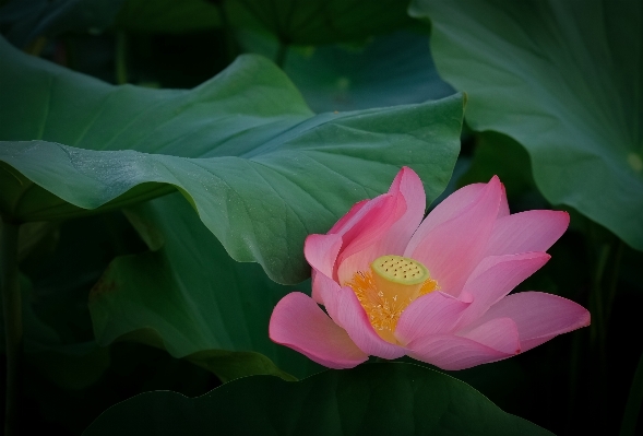 Anlage blume blütenblatt sommer Foto