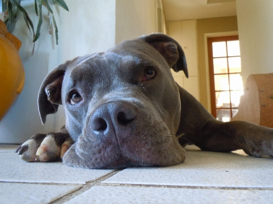 Foto Chão cachorro pensamento amor