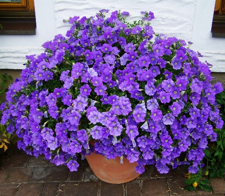 Foto Planta flor púrpura arbusto
