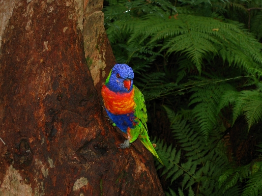 Branch bird leaf wildlife Photo