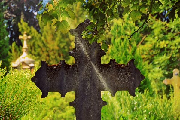 Tree branch plant antique Photo