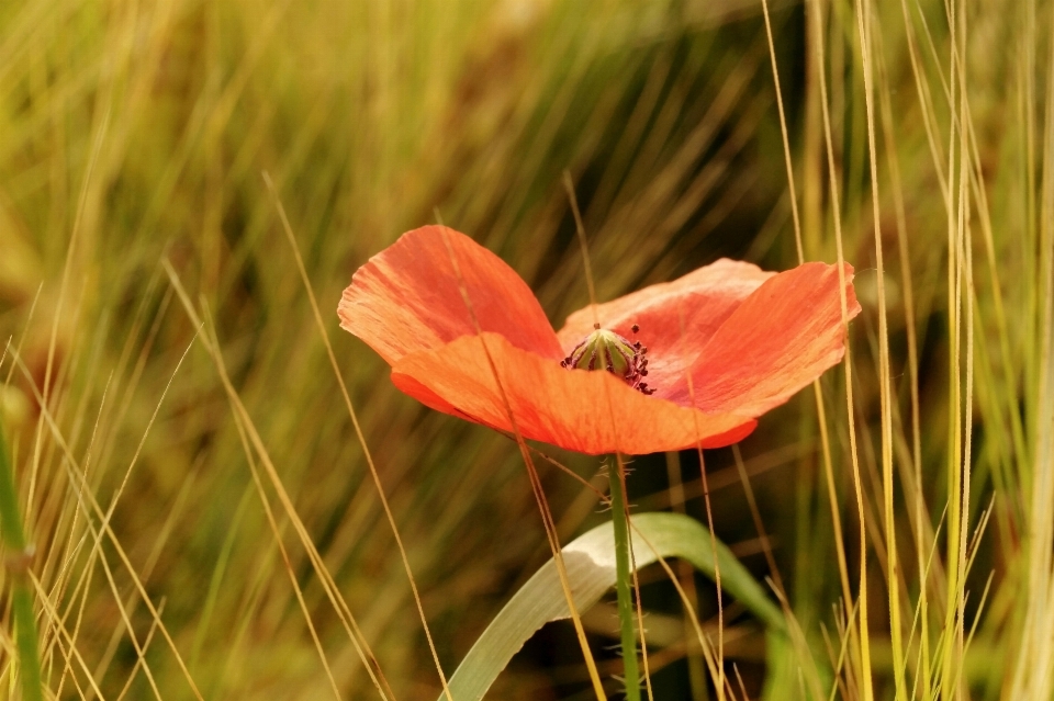 Nature grass blossom plant