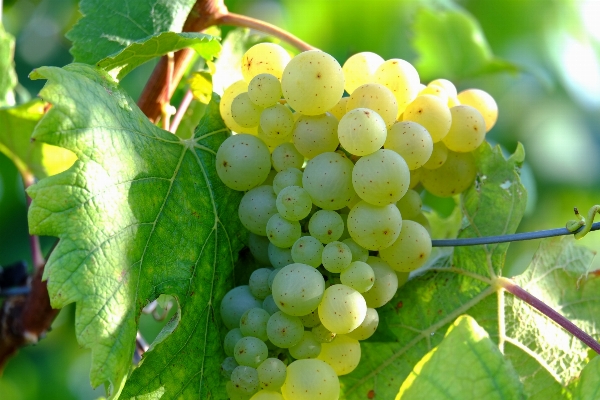 Nature plant grape vine Photo