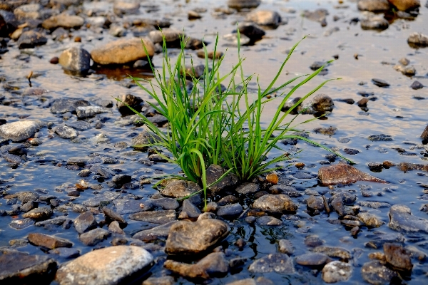 Landscape water nature grass Photo