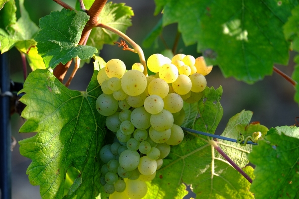 Nature plant grape vine Photo