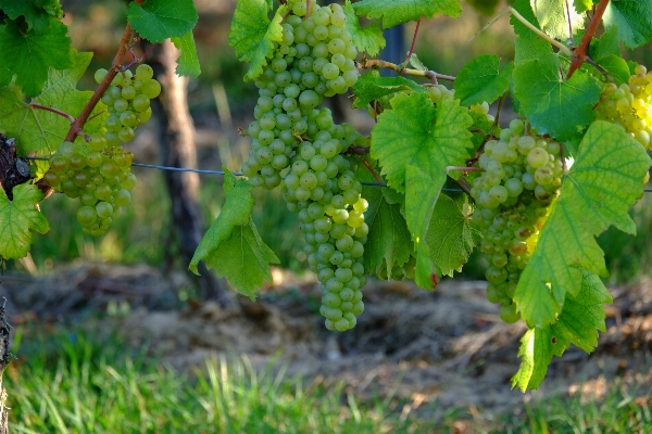 Landscape nature plant grape Photo