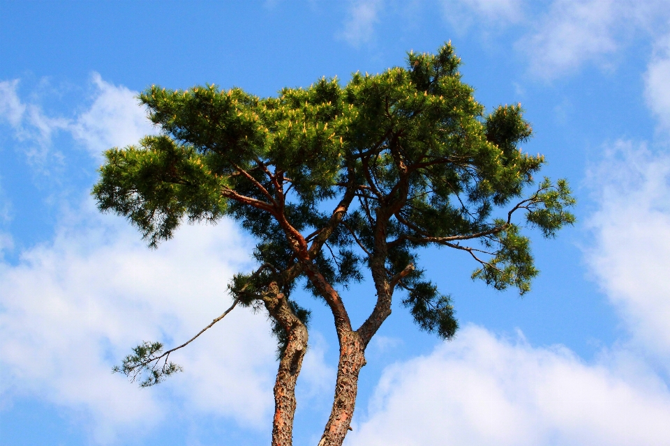 Paisaje árbol naturaleza exterior