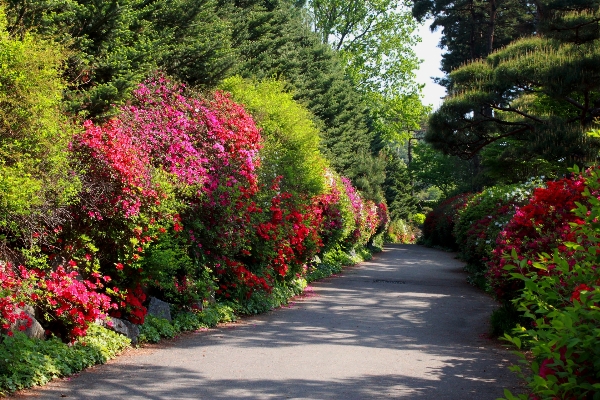 Landscape tree nature plant Photo