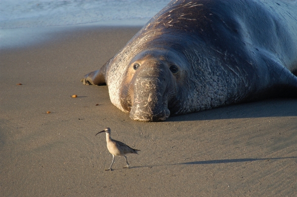 Beach sea water sand Photo