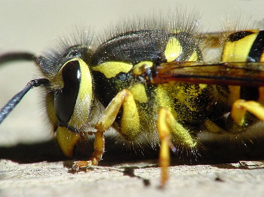 Nature wing photography wildlife Photo