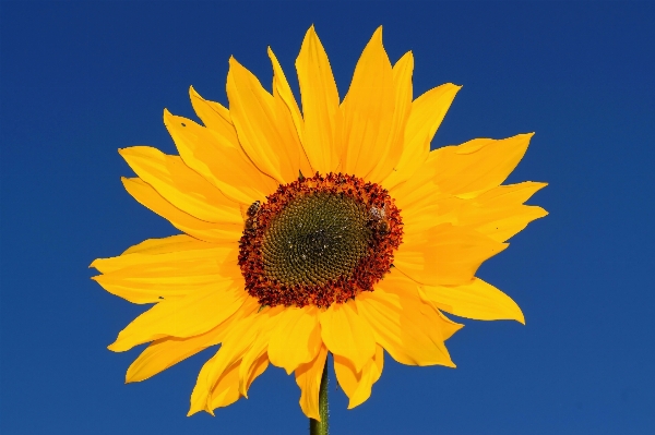 Nature blossom plant sky Photo