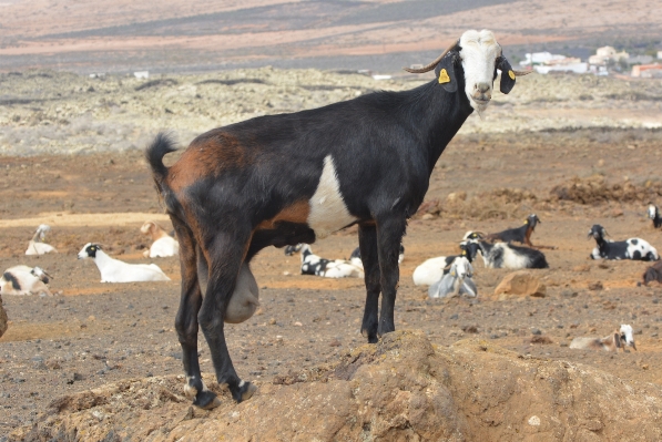 Photo Prairie
 animal chèvre troupeau