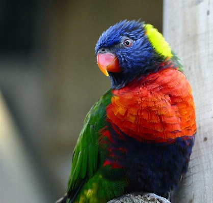 Natur zweig vogel flügel Foto