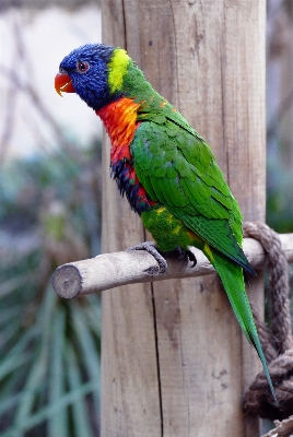 Natur zweig vogel flügel Foto