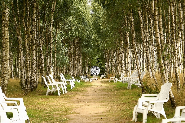 Tree nature forest white Photo