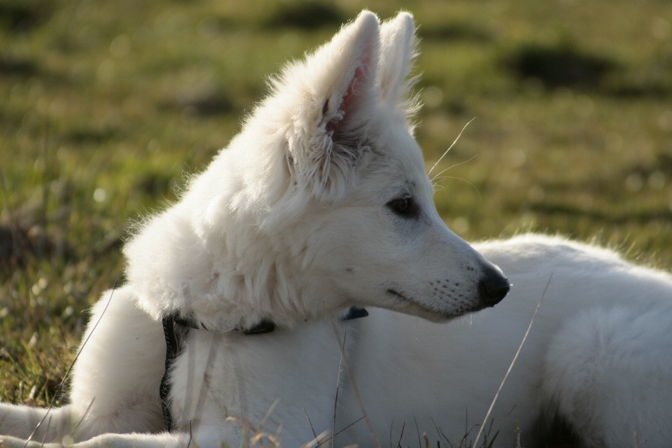 Blanc chien animal de compagnie