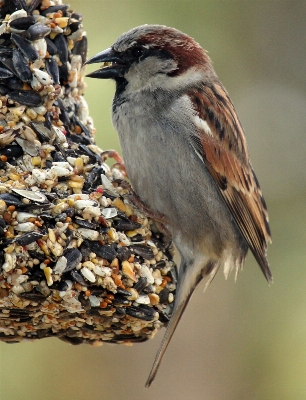 Nature branch bird wing Photo