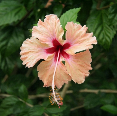 Nature blossom plant leaf Photo