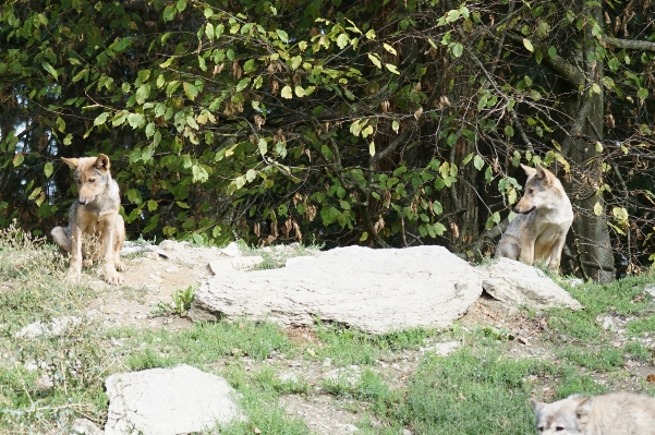 Foto Fauna silvestre zoo mamífero lobo