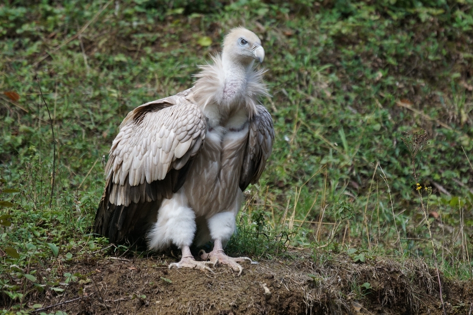 Pájaro ala fauna silvestre pico