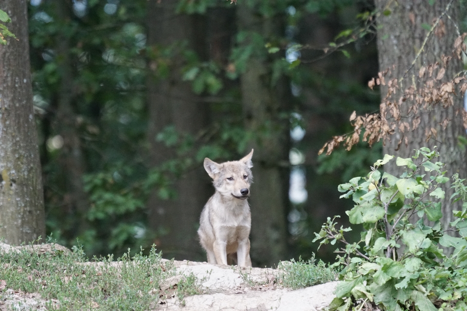 Welpe tierwelt warten zoo