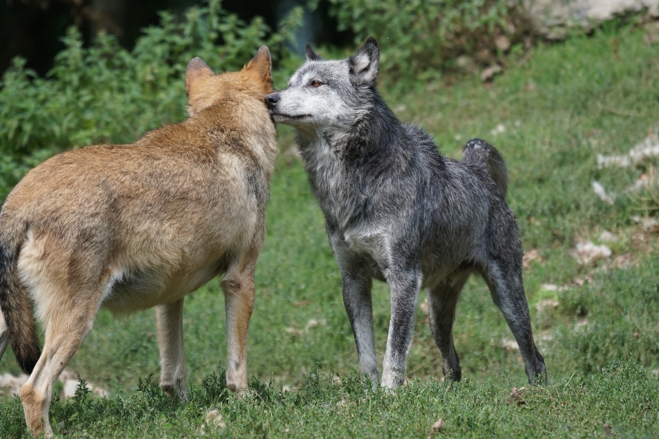 Wildlife mammal wolf coyote