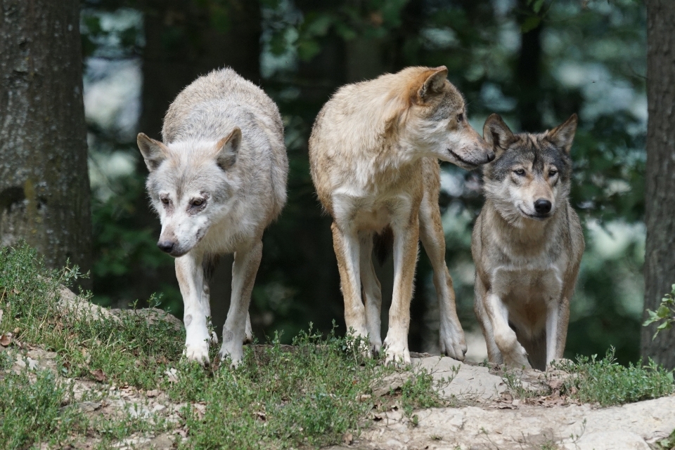 Fauna silvestre zoo mamífero lobo