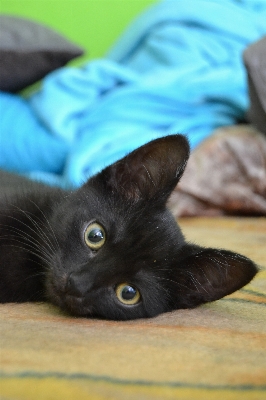 Foto Animal bonitinho bicho de estimação gatinho