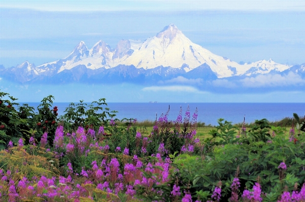 Landscape nature wilderness blossom Photo