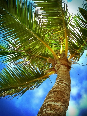 Beach coast tree branch Photo