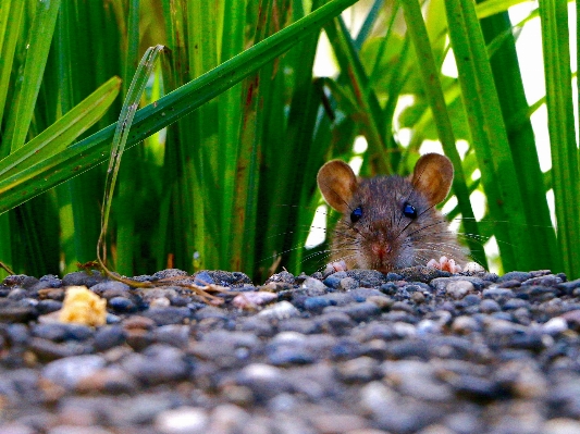 Foto Natura erba fiore animali selvatici